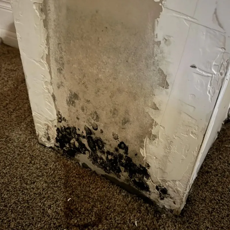 Professional Mold Removal in Norton, MA